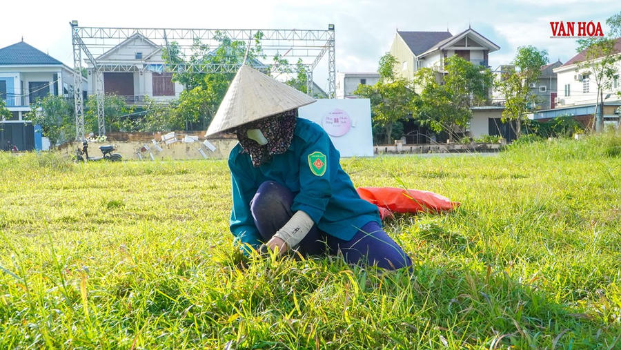 Người dân tranh thủ đến cắt cỏ về cho bò ăn