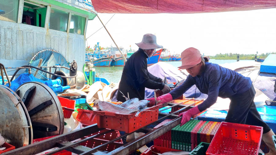 Tàu cá Quảng Ngãi bội thu hải sản, ngư dân phấn khởi sau chuyến biển xa - ảnh 5