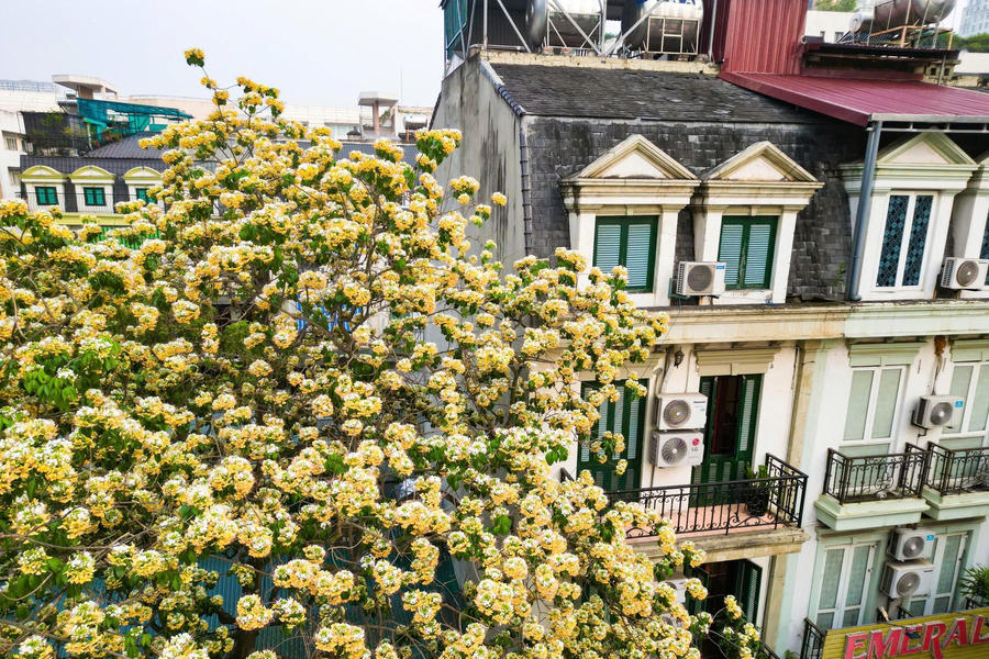 Hoa bún rực rỡ nơi góc phố