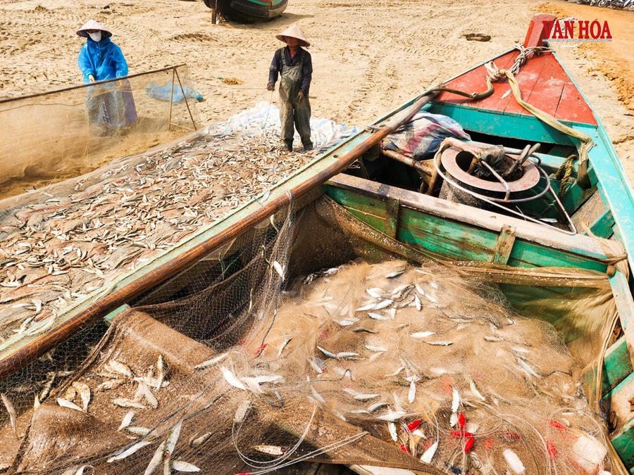 Cá trích dày đặc như “trải thảm”, ngư dân Hà Tĩnh trúng đậm chưa từng thấy