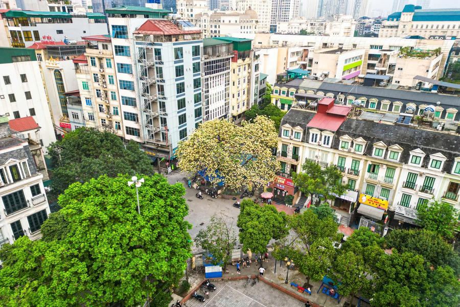 Hoa bún, còn được biết đến với tên gọi bạch hoa, là một loài cây gỗ khá hiếm gặp trong không gian đô thị